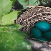drei blaue Eier liegen in einem Nest zwischen Zweigen.